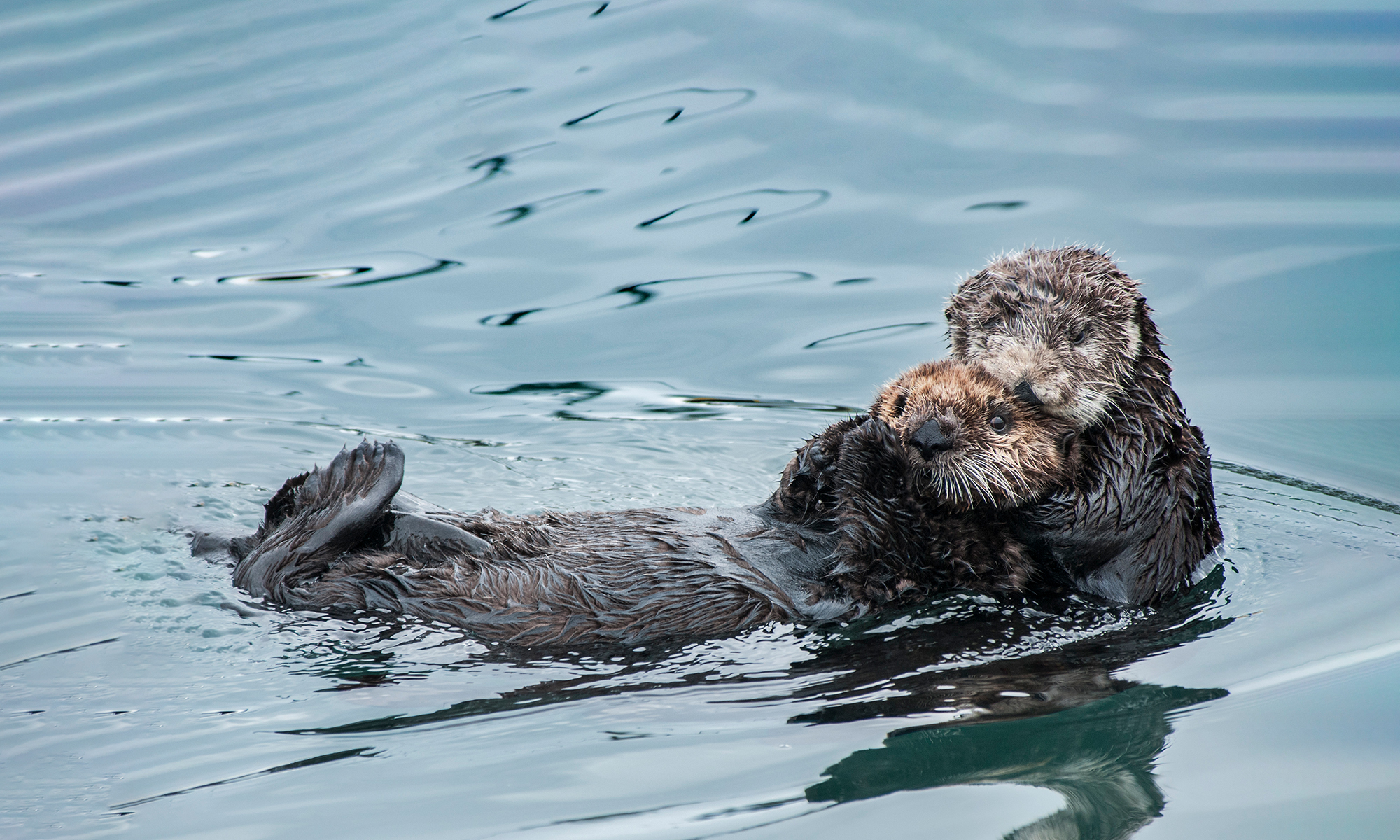 The California Sea Otter Voluntary Tax Contribution Fund | Defenders of